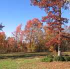 fall foliage