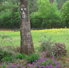 Tree face